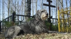 Este posibil să luați un câine în cimitir: interdicțiile și regulile de comportament